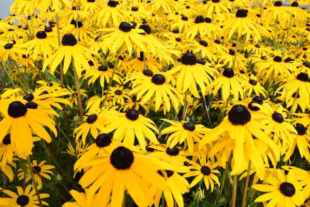 Rudbeckia fulgida var. sullivantii 'Goldsturm' ---